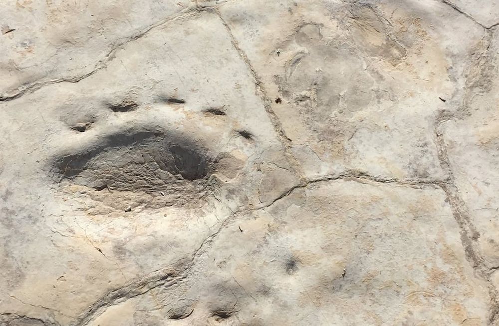 Rastrillada de cuatro huellas de Dicinodonte. Se observan dos pares de huellas que corresponeden a impresiones de miembro anterior y posterior. Largo total de una huella 25 cm.