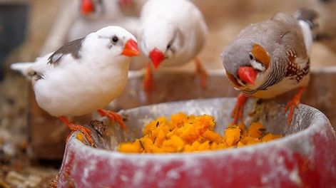Esta idea brinda una conexión entre distintos pájaros y los espacios domésticos, contribuyendo al equilibrio ecológico.