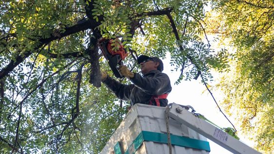 En Ciudad avanza la poda invernal 2022 para mejorar sus forestales