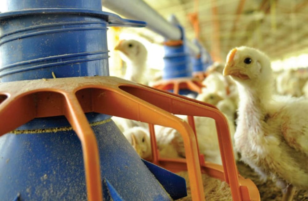 Cómo impactan las trabas a las importaciones en la producción de alimentos