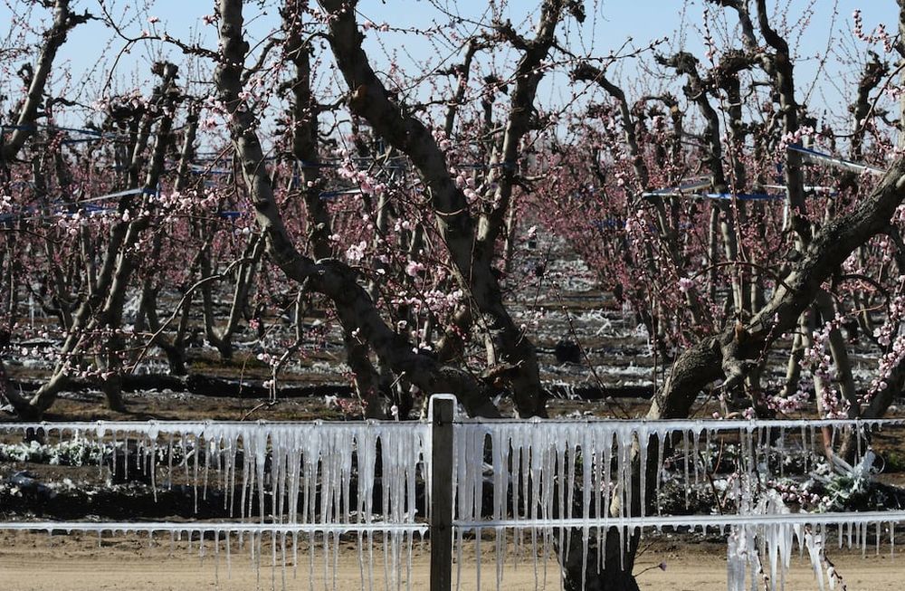 Productores frutícolas y vitivinícolas se vieron afectados por las heladas del 31 de octubre y 1 de noviembre. Foto: Claudio Gutiérrez / Los Andes