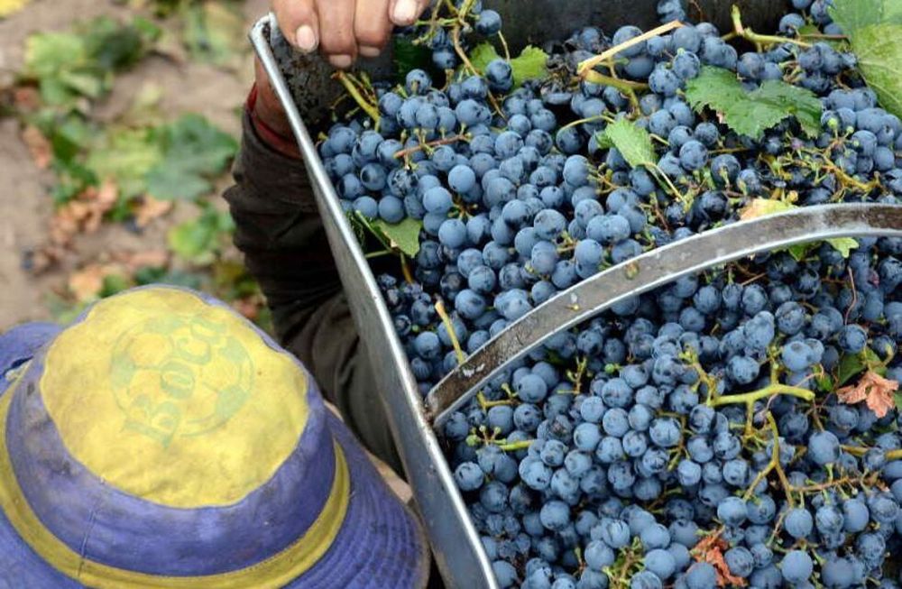 El fallo del Juzgado Federal N°2 de Mendoza suspendió las normas que eliminaban la obligatoriedad del CIU en el sector vitivinícola.