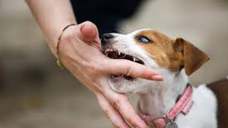 Cuáles son las 3 razas de perros con la mordida más fuerte: una supera la del lobo