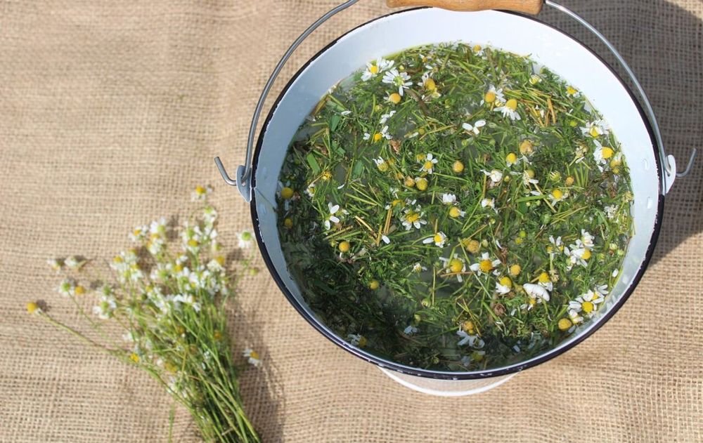 Estos ingredientes son útiles en temporadas cálidas, cuando la aparición masiva de estos bichos aumenta.