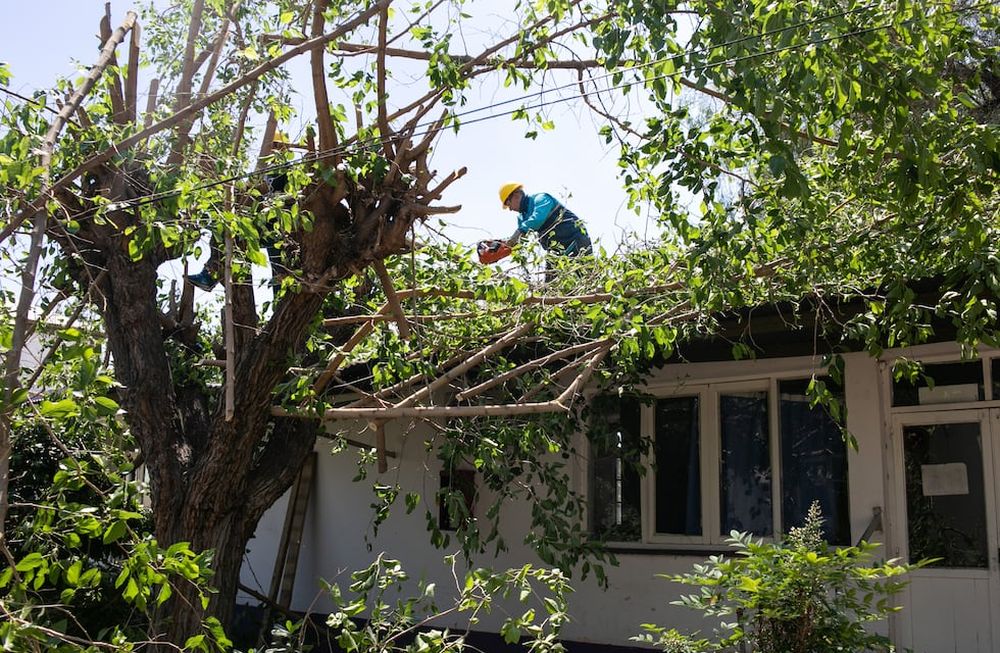 Viento zonda: resumen de los trabajos municipales en la semana