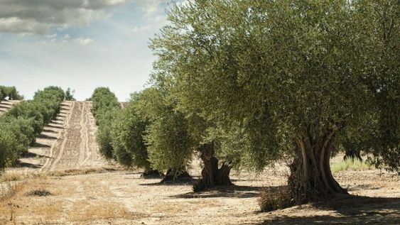 Querían posicionar a Old Tree como un referente de innovación y calidad en la industria. Había explorado nuevas técnicas para obtener aceites con mayores niveles de antioxidantes. / Imagen: Internet