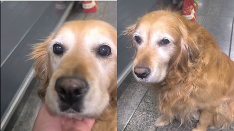 La emocionante despedida a una perra de seguridad