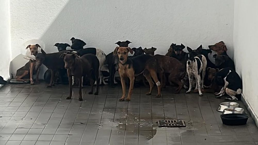 Tras el rescate de los 81 perros en Guaymallén, dos refugios piden ayuda: Cómo colaborar.