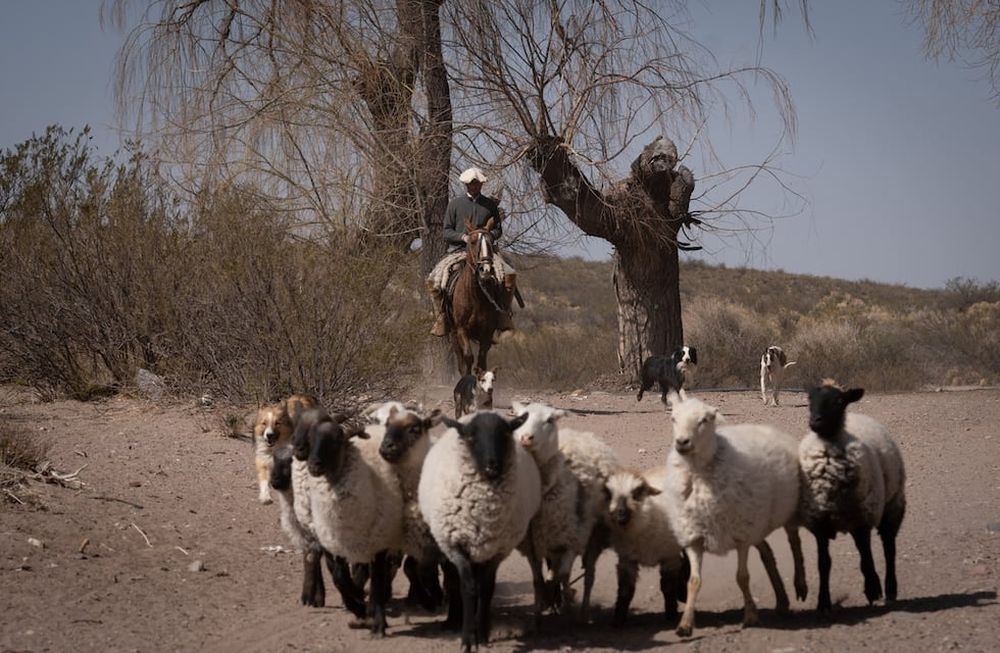 Actualmente, el FTyC cuenta con un total de 58 créditos vigentes otorgados al sector por un total superior a los 130 millones de pesos, parte del dinero que se dejaría de cobrar por la sequía./ Foto: Ignacio Blanco / Los Andes