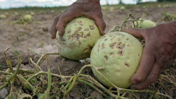 Resultaron afectadas más de 300 hectáreas en Lavalle. Se calcula que se traducirá en 13 millones de kilos menos. Preocupan los precios / José Gutiérrez