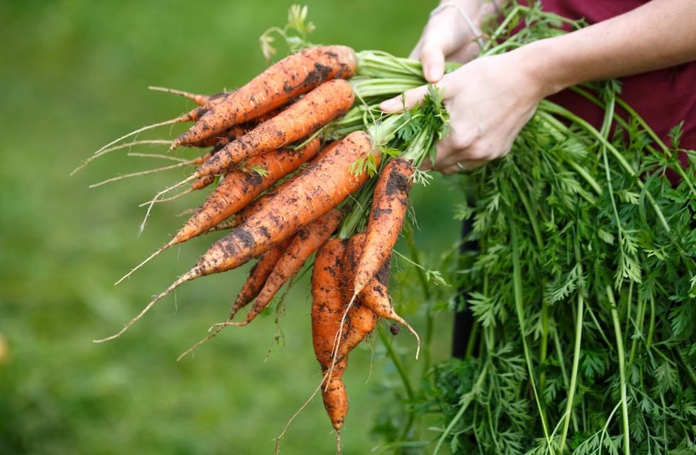 Al sembrar semillas de zanahoria, nos conviene alternar en los canteros hileras de estas plantas con otras de vegetales distintos, como rabanitos, remolachas y lechugas. Obtendremos así, en un mismo cantero, diversidad de colores, sabores y texturas.