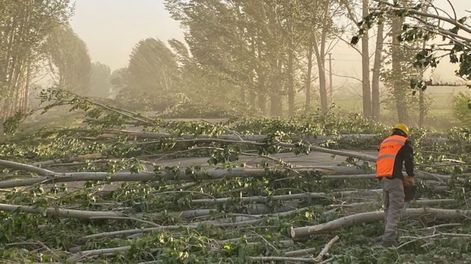 El Zonda provocó el cierre de la ruta 40 a la altura de San Carlos por la gran cantidad de árboles caídos. Foto: Gentileza