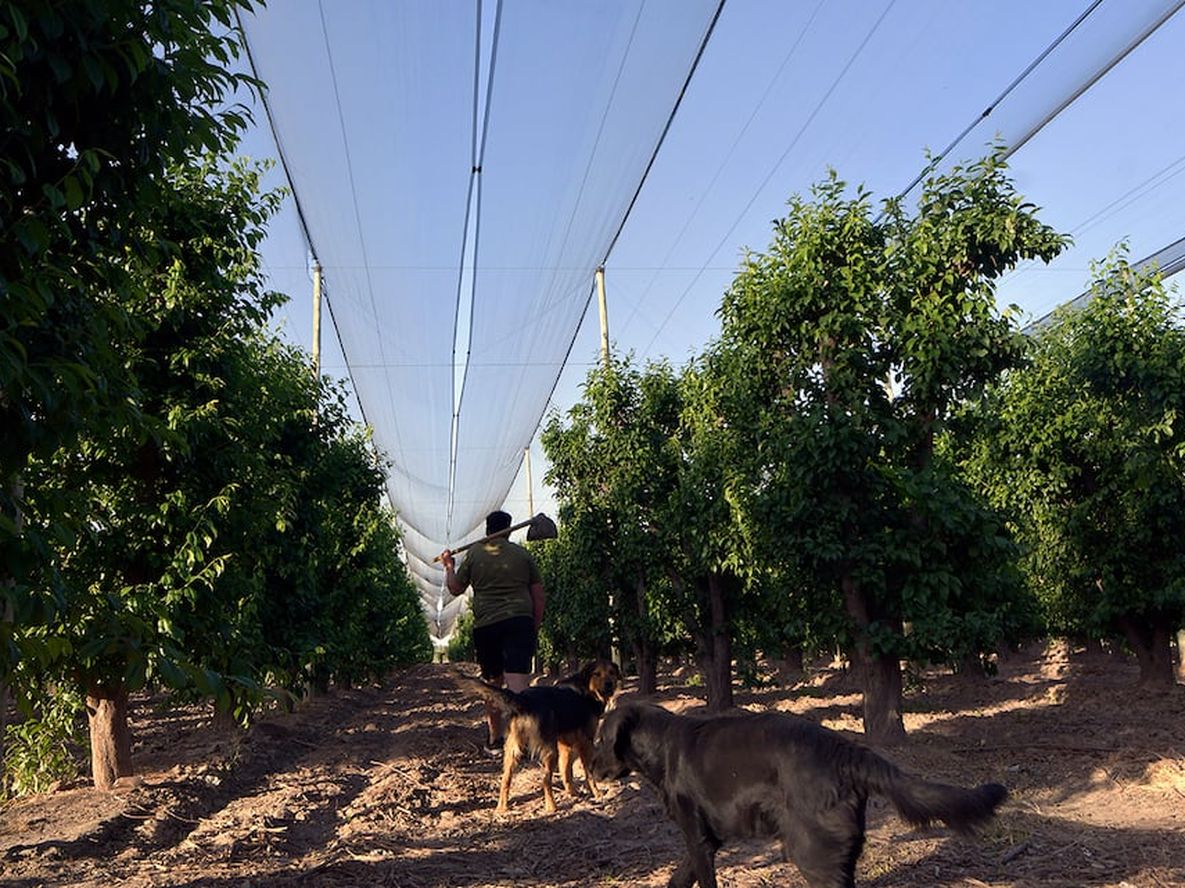 Malla antigranizo. Foto: Archivo/Los Andes