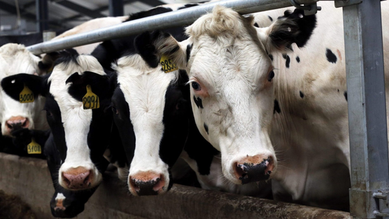Francia registró la primera muerte humana por el virus Shamonda que se creía exclusivo de vacas