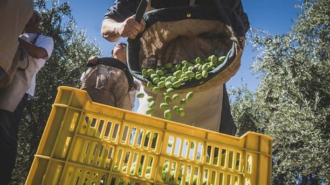Los Andes | Mendoza es referente a nivel mundial por la calidad de los aceites, pero el atraso de las inversiones deja a los productores en desventaja competitiva. Foto: Ignacio Blanco / Los Andes