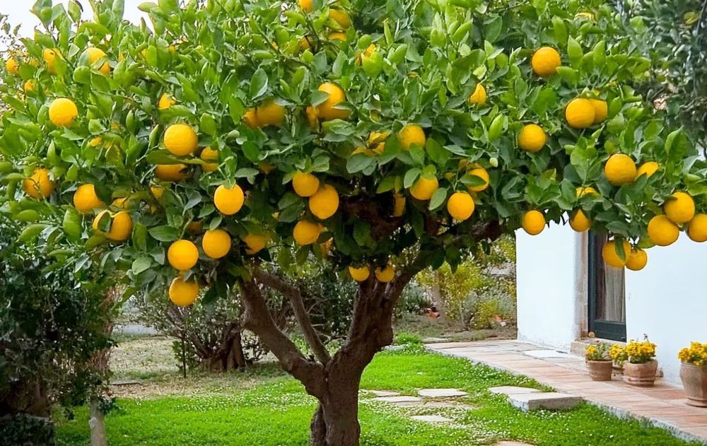 Un limonero bien atendido puede transformarse en una fuente continua de limones, incluso, todo el año.