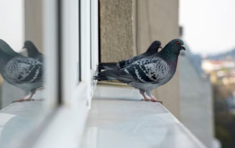 Existen diferentes formas simples para que los pájaros no se confundan por el reflejo del sol y sin gastar dinero.