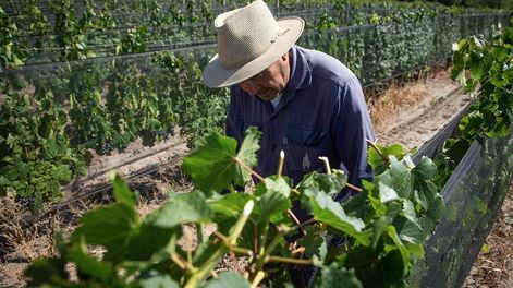 Financiamiento en el mercado de capitales: más de 100 productores y más de 15 bodegas mendocinas operan bajo esa modalidad, por un monto cercano a los $1.700MM. Foto: Ignacio Blanco / Los Andes