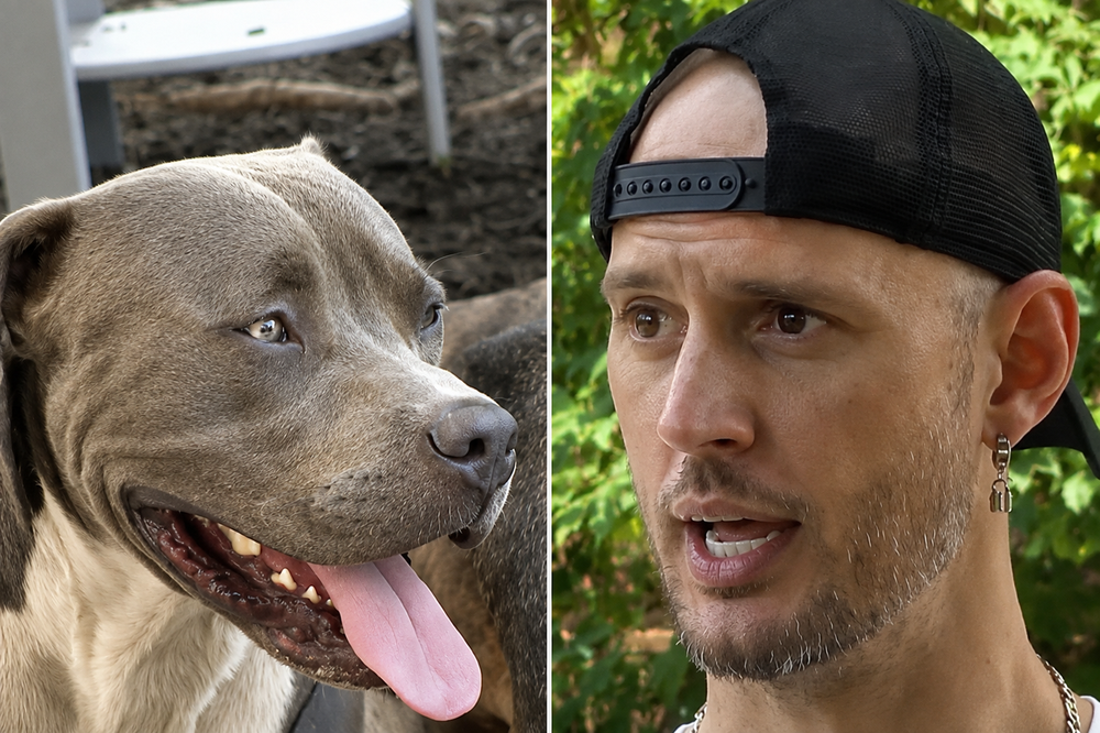 Un pitbull salió a buscar a un desconocido y lo guió hasta sus dos dueños inconscientes para conseguir ayuda, como un rescatista experimentado