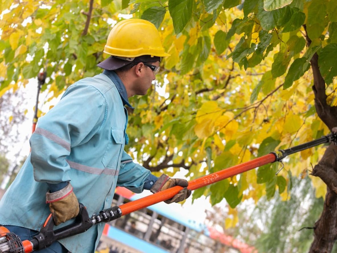 Las comunas deberán presentar planes integrales y reportes anuales sobre el estado y mantenimiento del arbolado.