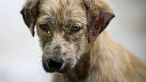 Perros callejeros: lanzan acciones para reducir el abandono en el Gran Mendoza