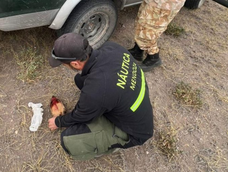 Detectan caza furtiva de piches en San Rafael y alertan por el uso de perros de cacería en zonas rurales Detectan caza furtiva de piches en San Rafael y alertan por el uso de perros de cacería en zonas rurales