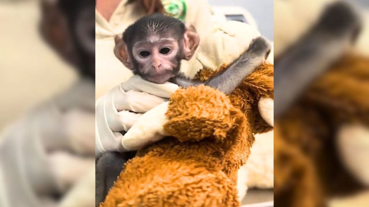 Tiene 39 días, su madre no pudo criarlo y con su peluche se convirtió en el nuevo 