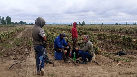 Trabajadores golondrina en Tupungato. La imagen de la finca donde se realizó el relevamiento laboral.