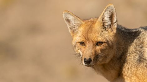 Preocupación por un brote de moquillo neurológico que está matando a zorros en Potrerillos. Foto: Ignacio Blanco / Los Andes.