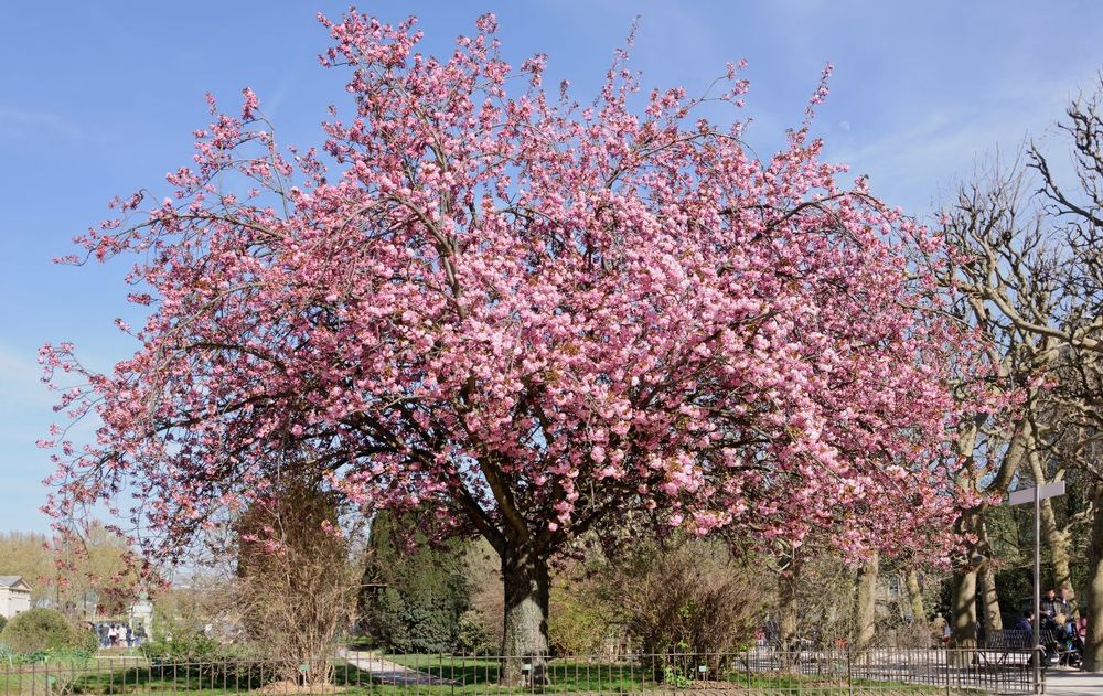Las frutas de este árbol son exquisitas, pero pocos saben que ayuda a mantener el equilibrio ecológico del entorno durante los meses más cálidos.