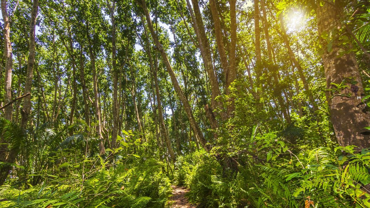 Fotografiaron por primera vez a una diminuta antílope de la que no se tenía información hace 20 años