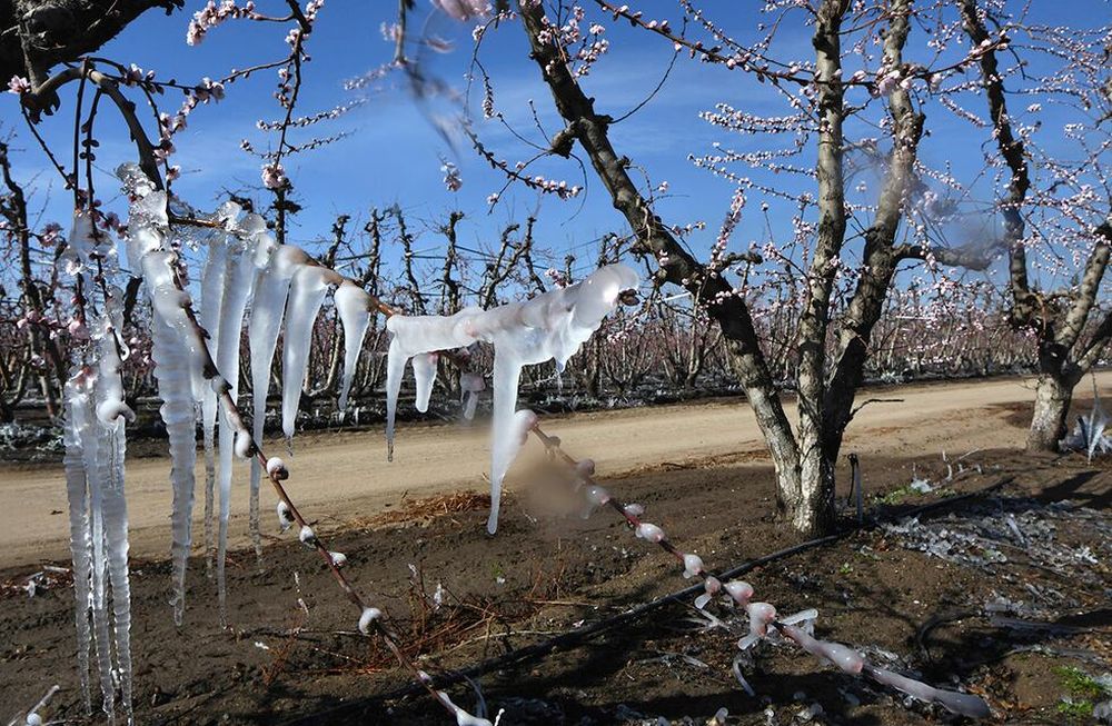 Las heladas tardías dejaron un saldo 8.200 denuncias por daños en la dirección de Contingencias Climáticas y una afectación de 80.000 hectáreas.