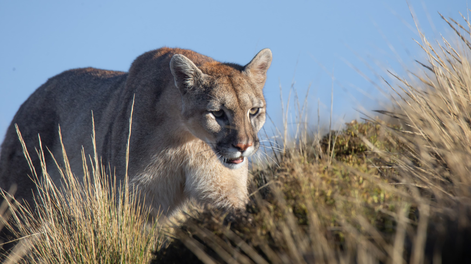 Otro día en la oficina: nuevas fotos impactantes de pumas y cóndores en la Cordillera de los Andes. Foto: Gentileza Instagram @cuyo.birding.3