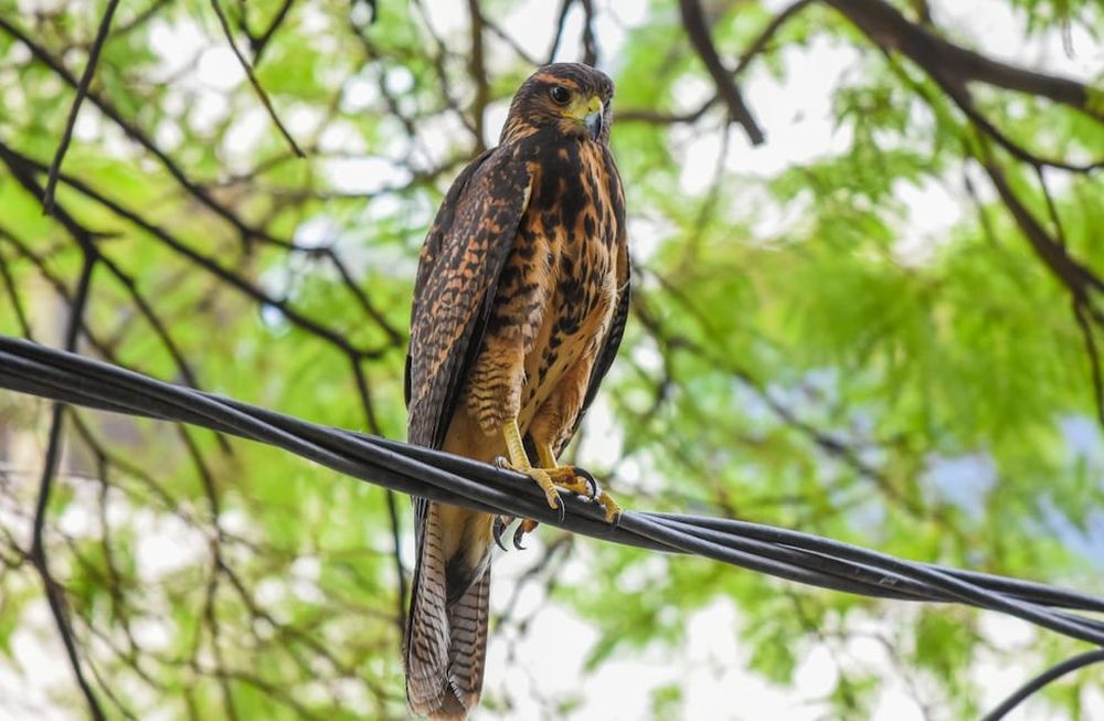Muerte de aves, de zorros y graves accidentes: los trágicos hechos por los que buscan regular los aire comprimido. Foto: Archivo Los Andes.