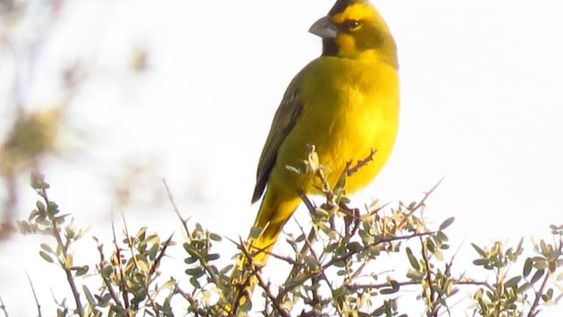 Especie de ave en peligro fue avistada en Mendoza gracias a las rampas en piletas para evitar ahogamientos. Foto: Departamento de Fauna Silvestre de Mendoza.