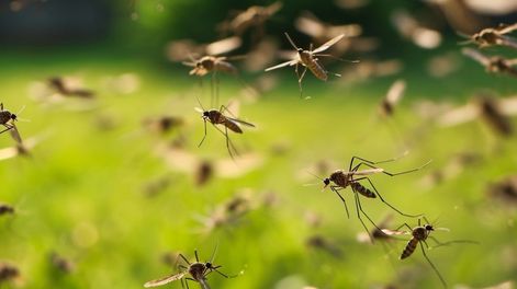 Aseguran que “hay muchos menos casos” de dengue que en 2024