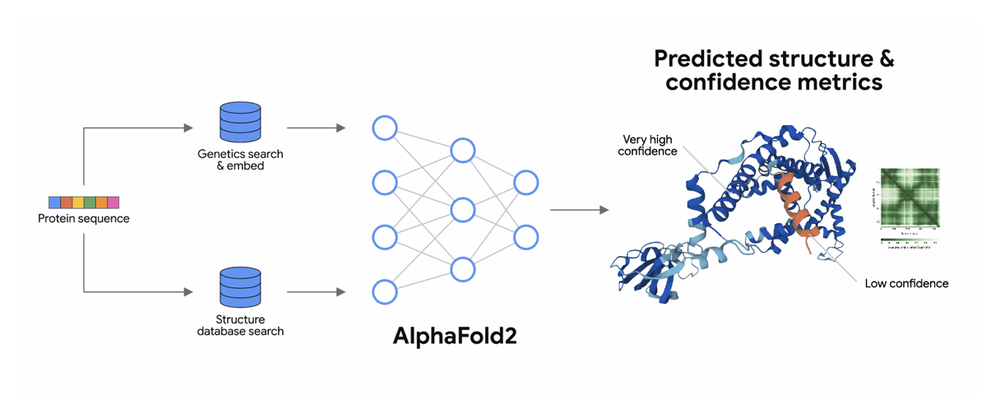Figura 2. Esquema de cómo funciona Alphafold. Comienza con la secuencia de la proteína (cuadrados de colores a la izquierda), y luego de unas búsquedas en bases de datos, lo procesa una red neuronal que produce la estructura tridimensional de la proteína (imagen tomada de https://www.ebi.ac.uk/training/online/courses/alphafold/an-introductory-guide-to-its-strengths-and-limitations/what-is-alphafold/).   