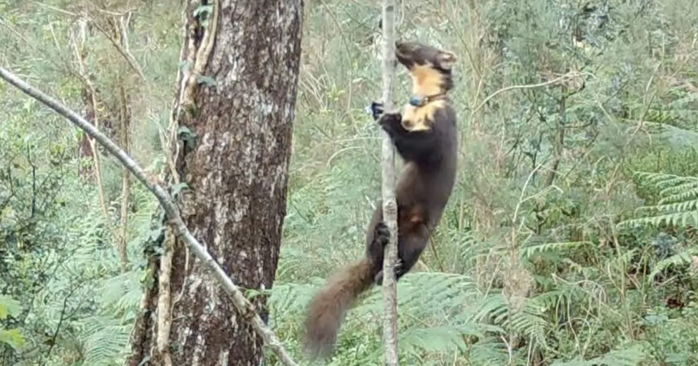 Una cámara trampa capturó crías de marta silvestre tras 100 años en el suroeste de Inglaterra, un descubrimiento clave en fotografía y conservación de animales.