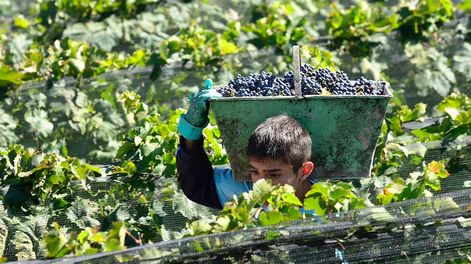 Los Andes | Según los expertos, el cabernet sauvignon varía muy poco en función del suelo y el clima, por lo que cuesta lograr una diferenciación de terroir clara. / Foto: Los Andes