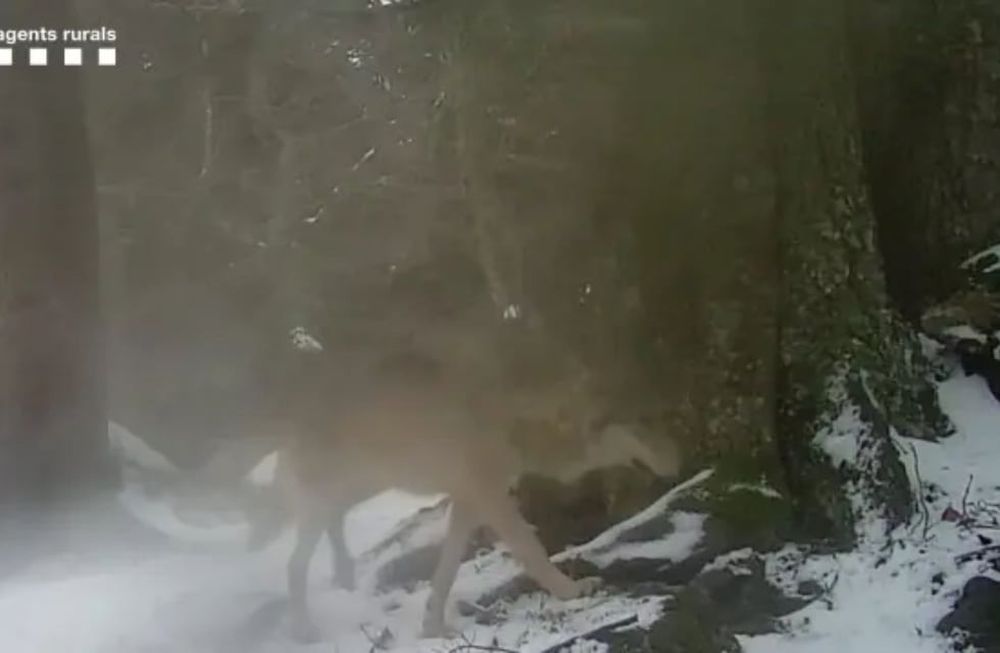 Imagen captada por una cámara de fototrampeo del lobo documentado en Vilaller.
