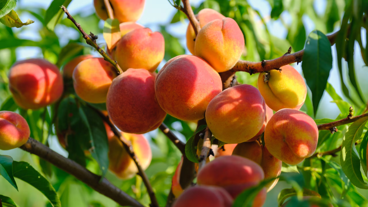 Crisis agrícola en California: destruyen 420.000 árboles de durazno para evitar el colapso del mercado