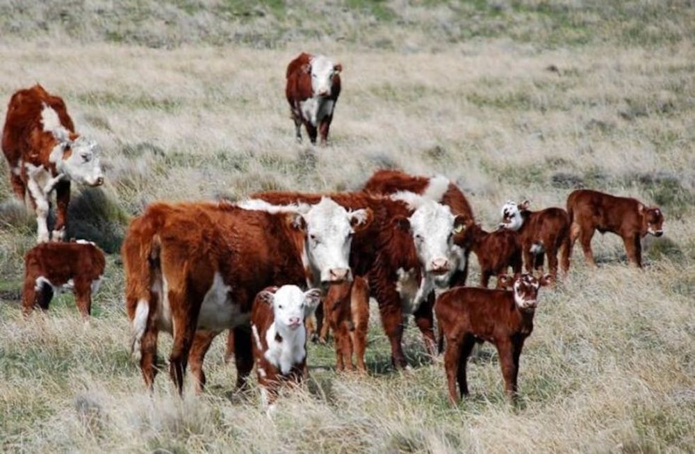 Proyectan un frigorífico en Alvear para exportar a China