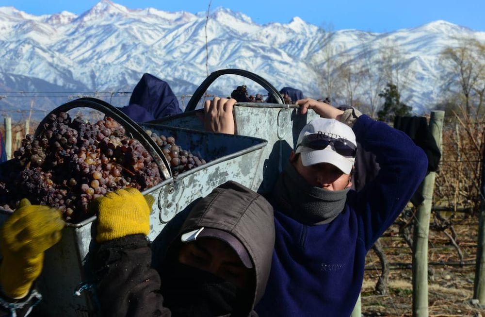 Las precipitaciones sucesivas y los días nublados han demorado el proceso de maduración y están generando podredumbre en algunos viñedos / Claudio Gutiérrez
