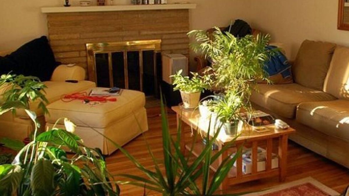 Ni lengua de suegra ni helechos: estas son las 5 mejores plantas para interiores durante otoño e invierno