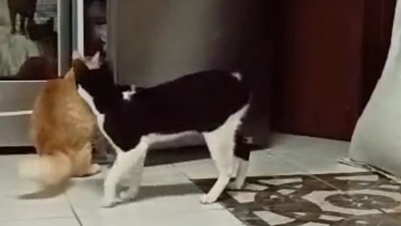 Puso una cámara oculta y descubrió cómo le robaban la comida sus gatos en la noche.
