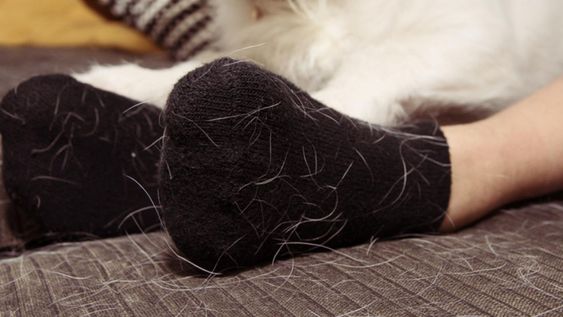 No es magia, pero es un truco que elimina el pelo de perro en la ropa en segundos.