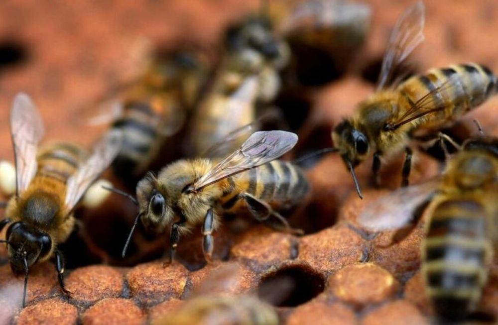 Francia prohíbe pesticidas por posible “holocausto apícola”