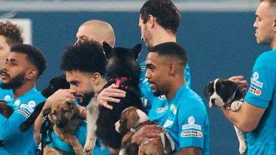 El gran gesto del Zenit con varios cachorros sin hogar. / Foto: Gentileza