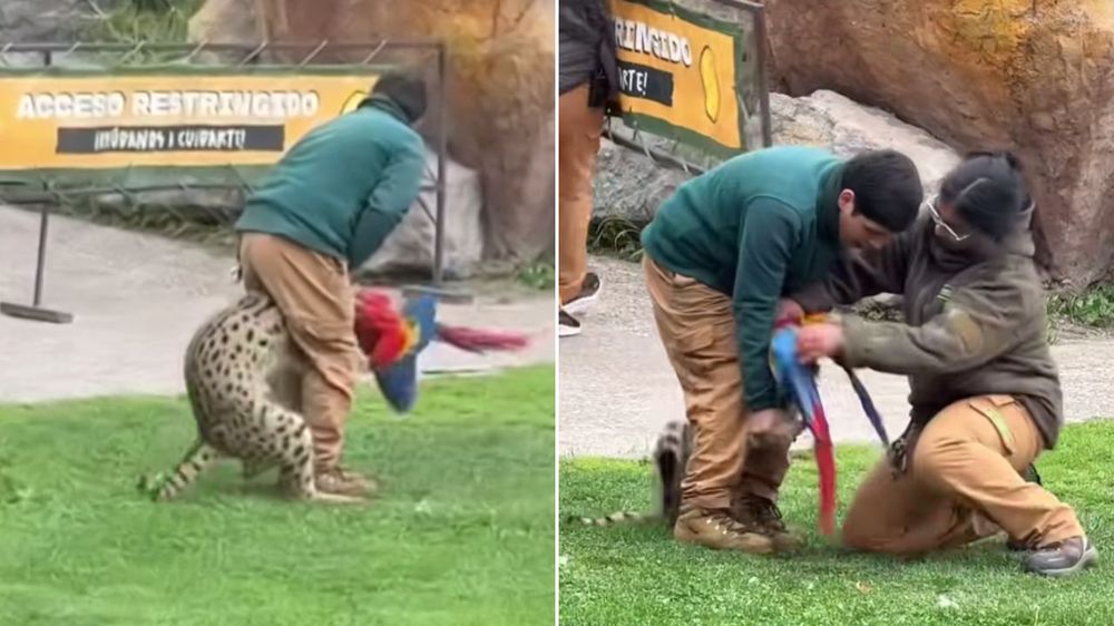 Impactantes imágenes: un felino cazó en al aire a una guacamaya durante un show educativo y lo mató.