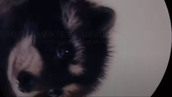 MVQN, streaming y la historia detrás del viral del momento: Por qué un mapache baila una canción de Rafaella Carrá. Foto: Captura YouTube